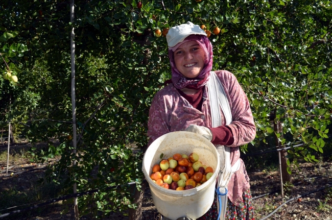 Amasya'da hünnap misket elmasına rakip oldu