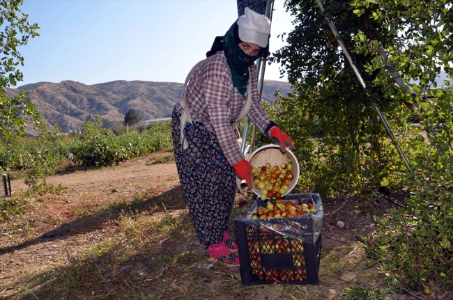 Amasya'da hünnap misket elmasına rakip oldu