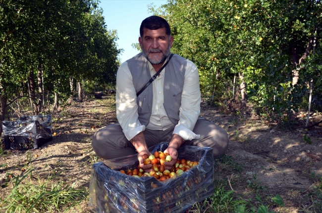 Amasya'da hünnap misket elmasına rakip oldu