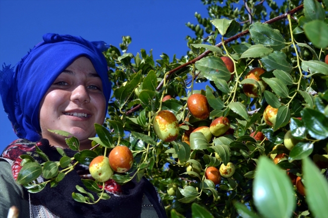 Amasya'da hünnap misket elmasına rakip oldu