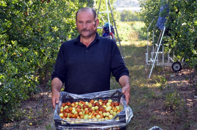 Amasya'da hünnap misket elmasına rakip oldu