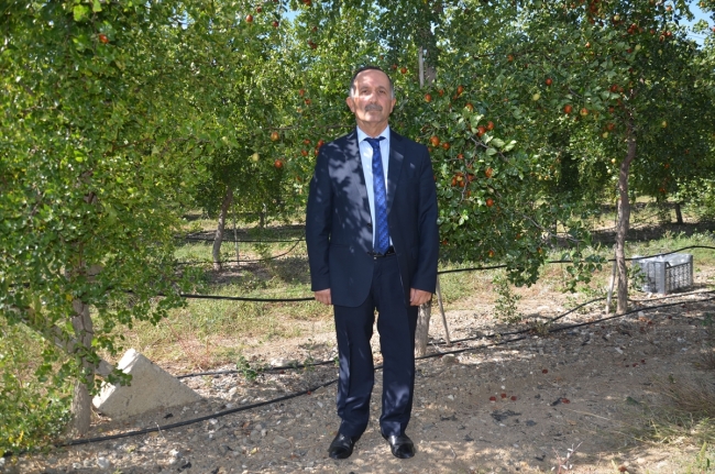 Amasya'da hünnap misket elmasına rakip oldu