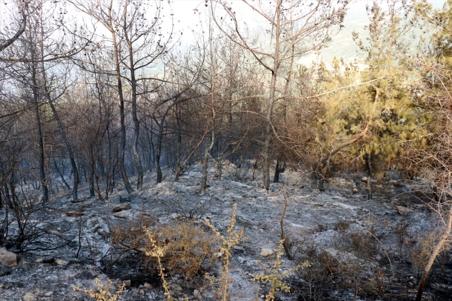 Hatay'da orman yangını