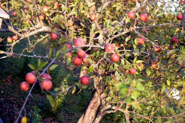 "İçi ve dışı kırmızı elma" tescil yolunda