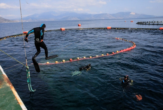 Balık çiftliklerinin dalgıçları ömürlerini su altında geçiriyor