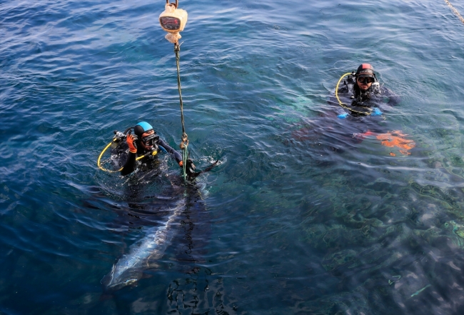 Balık çiftliklerinin dalgıçları ömürlerini su altında geçiriyor