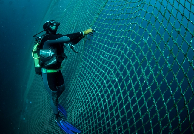 Balık çiftliklerinin dalgıçları ömürlerini su altında geçiriyor