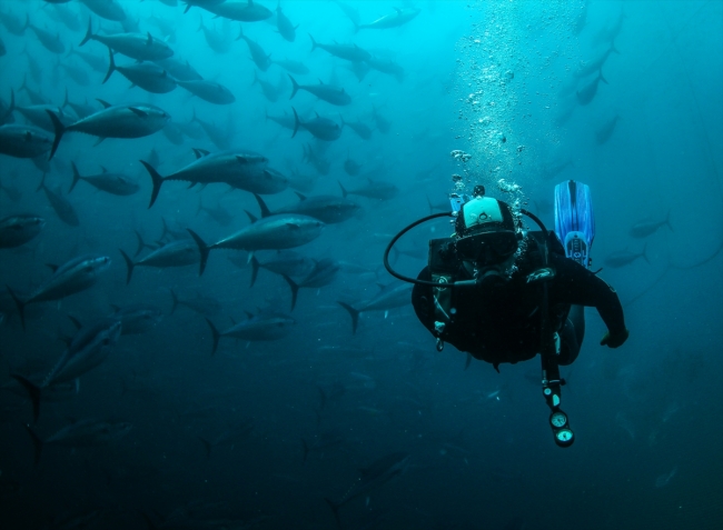 Balık çiftliklerinin dalgıçları ömürlerini su altında geçiriyor