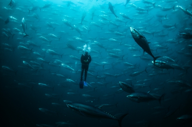 Balık çiftliklerinin dalgıçları ömürlerini su altında geçiriyor