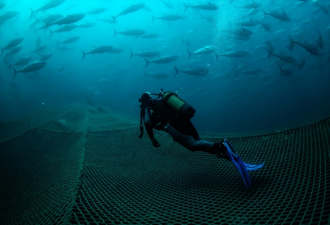 Balık çiftliklerinin dalgıçları ömürlerini su altında geçiriyor