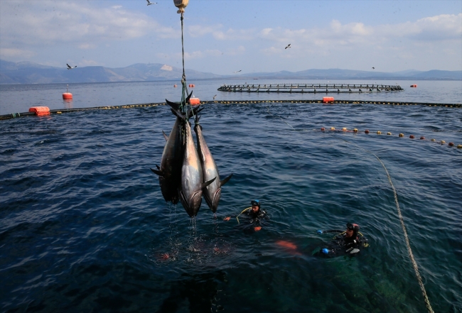 Balık çiftliklerinin dalgıçları ömürlerini su altında geçiriyor