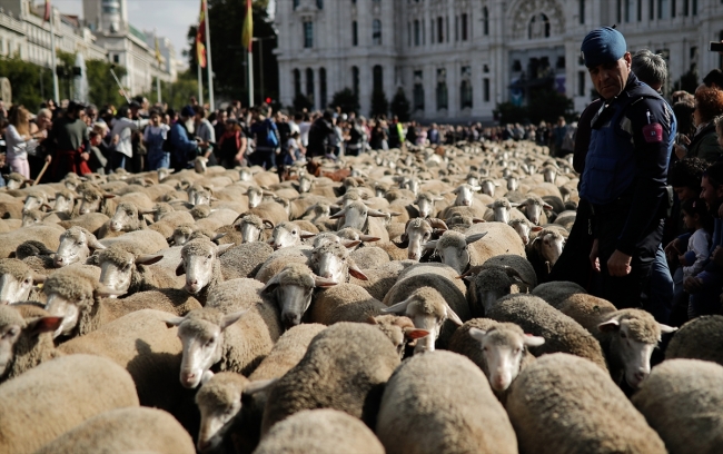 Madrid sokaklarında bin 500 koyunla Orta Çağ geleneği canlandırıldı