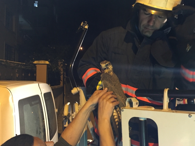 Kablolara takılan şahini itfaiye kurtardı