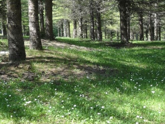 Osmaniye'de Barssia yeraltı mantarının yeni türü bulundu