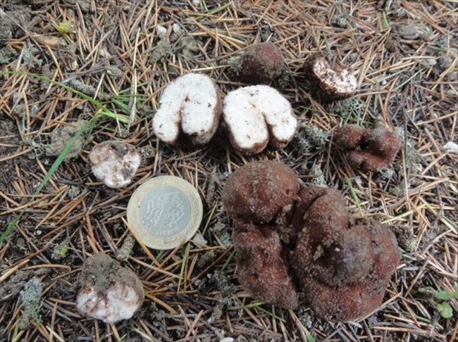 Osmaniye'de Barssia yeraltı mantarının yeni türü bulundu