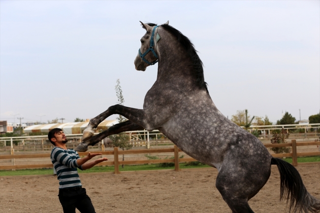 Atlı akrobat yaptığı cesur hareketlerle izleyenleri etkiliyor