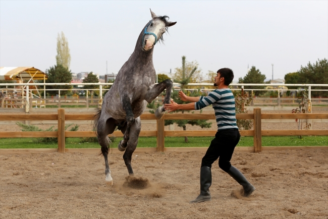 Atlı akrobat yaptığı cesur hareketlerle izleyenleri etkiliyor