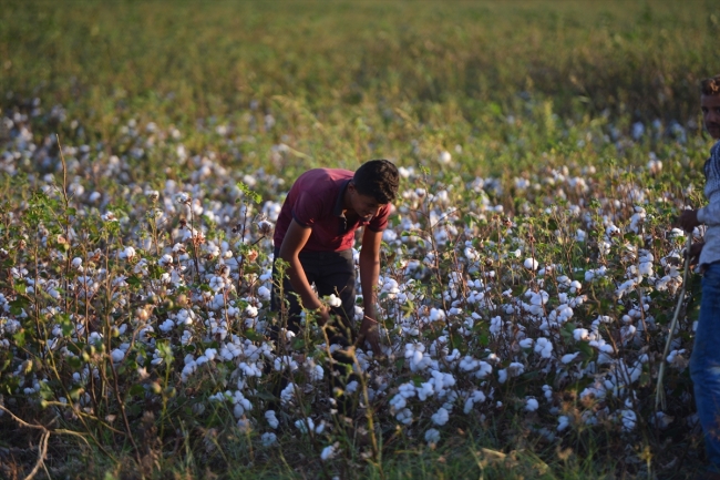 Sulama yatırımları pamuk üretimine yaradı