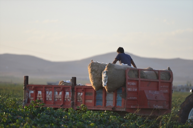 Sulama yatırımları pamuk üretimine yaradı