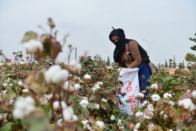 Sulama yatırımları pamuk üretimine yaradı