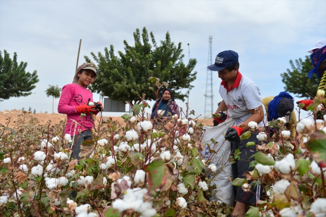 Sulama yatırımları pamuk üretimine yaradı
