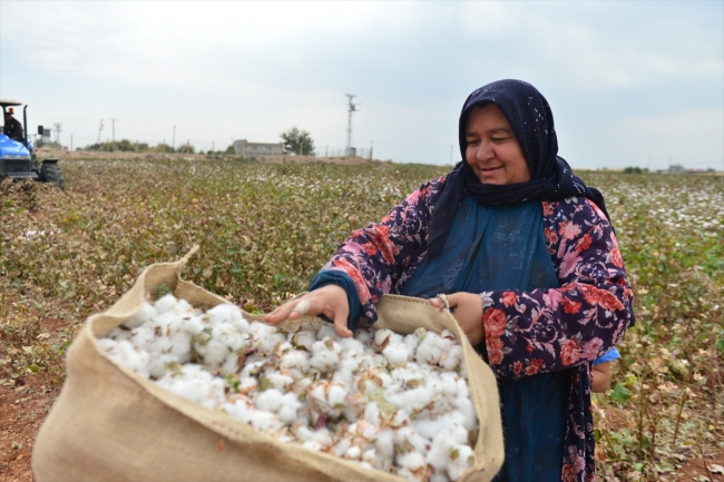 Sulama yatırımları pamuk üretimine yaradı