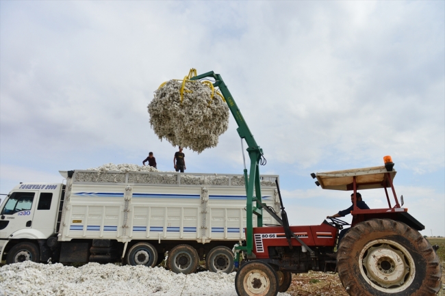 Sulama yatırımları pamuk üretimine yaradı