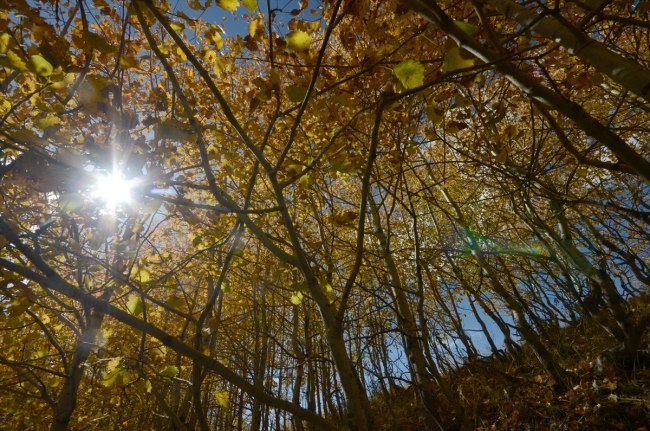 Kars'ta sonbaharın doğal güzellikleri fotoğraflandı