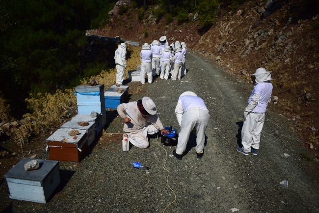 Ordu'nun genç arıcıları yetişiyor