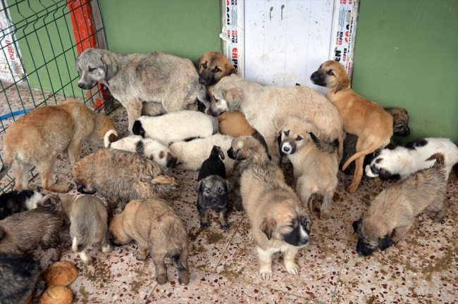 Ağrı'da 2 yılda 5 bin sokak hayvanına bakım