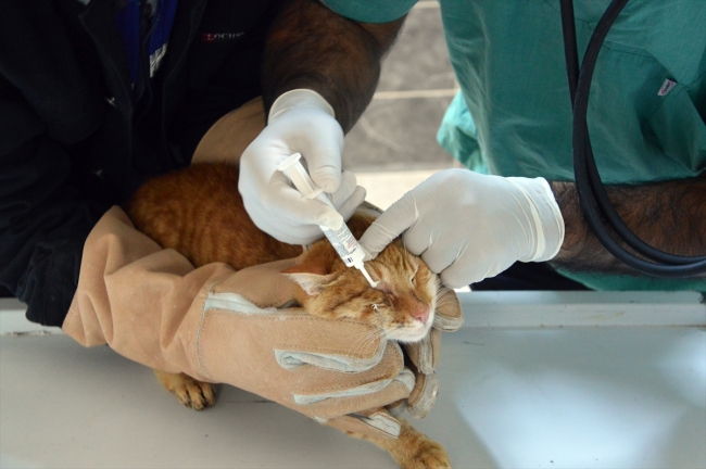 Ağrı'da 2 yılda 5 bin sokak hayvanına bakım