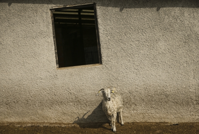 Tiftik keçisi sayısı desteklerle arttı