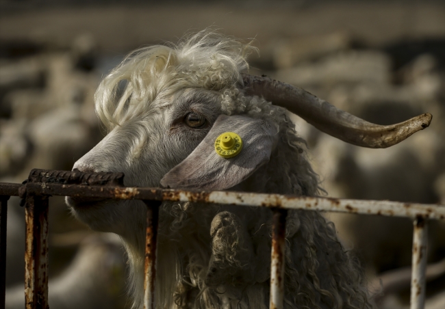 Tiftik keçisi sayısı desteklerle arttı