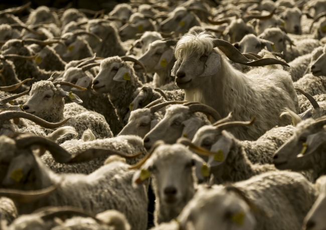 Tiftik keçisi sayısı desteklerle arttı