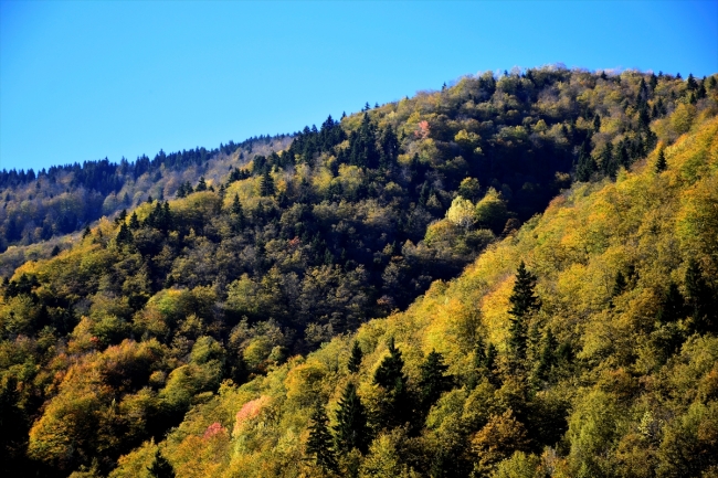 Örümcek Ormanlarında iki mevsim bir arada yaşanıyor