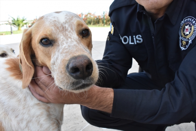 Garip ve Haydut isimli köpekler deniz polisinin maskotu oldu