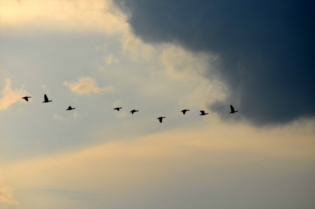 Kuşların göç güzergahı "Muş Ovası"ndan renkli görüntüler