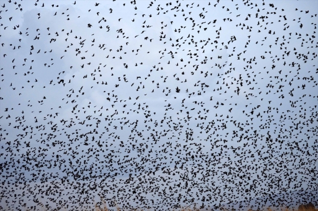 Kuşların göç güzergahı "Muş Ovası"ndan renkli görüntüler