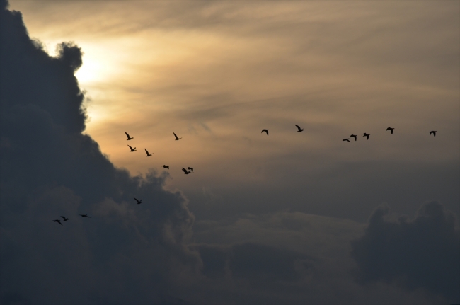 Kuşların göç güzergahı "Muş Ovası"ndan renkli görüntüler