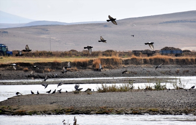 Kuşların göç güzergahı "Muş Ovası"ndan renkli görüntüler
