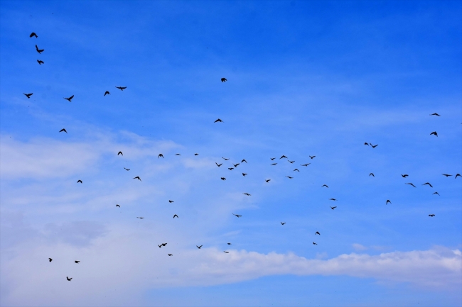 Kuşların göç güzergahı "Muş Ovası"ndan renkli görüntüler