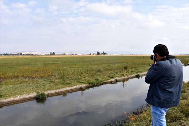 Kuşların göç güzergahı "Muş Ovası"ndan renkli görüntüler
