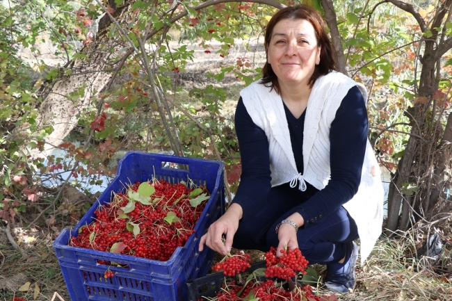 Gilaburunun faydaları bilimsel olarak kanıtlandı