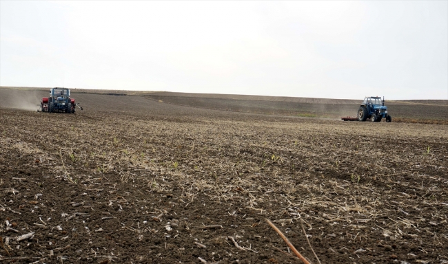 Edirne'de buğday tohumları toprakla buluştu