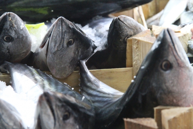 Palamut sezonunun sonunda fiyatlar yükseldi