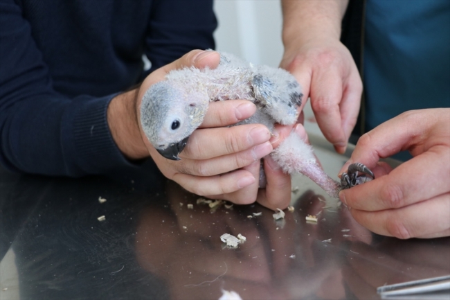 Papağan yavrusu"Efe"nin kırık ayağı ameliyat edildi