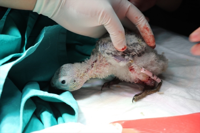 Papağan yavrusu"Efe"nin kırık ayağı ameliyat edildi
