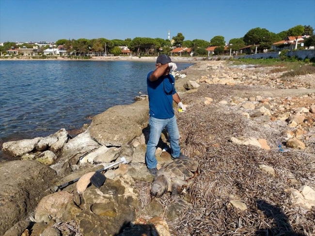 Aydın'da misinaya dolanan caretta caretta kurtarıldı
