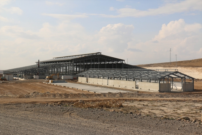 Hayvancılığa can katacak borsa, enerjisini de üretecek