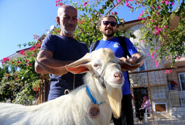 Sporcularla koşan keçiye madalya